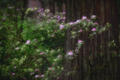 Rhodies & Redwoods