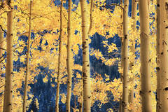 Sierra Aspens