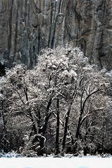 Black Oaks El Capitan Winter
