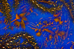Weston Beach Sea Kelp