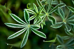 Lupine and Dew Drops