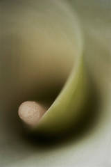 Calla Lily