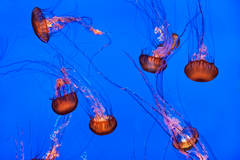 Chrysoara Jellyfish Dance