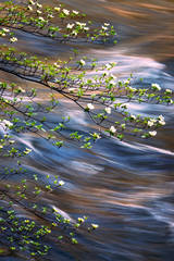 Spring Dogwoods and the Merced River