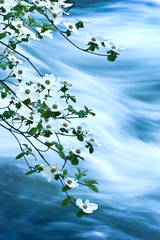 Dogwoods along Merced River