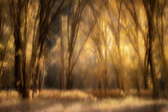 Black Oaks Glow