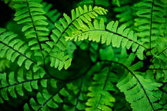 Five Finger Fern