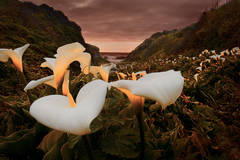 March of the Calla Lilies 