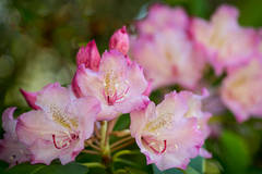 Wild Rhododendron