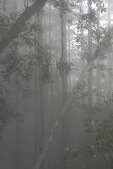 Mt Tamalpais Fog