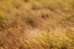 Summer Grasses