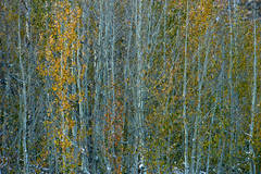 North Lake Aspens