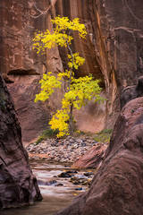 Narrows Cottonwood Tree