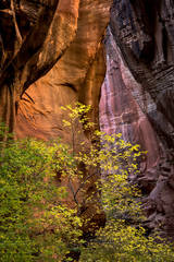 Narrows Cottonwoods