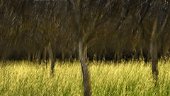 Spring Orchard