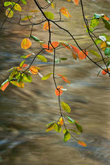 Fall Dogwood and the Merced River