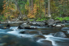 Merced River and Fall Dogwood 2