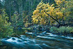 Fall Dogwood and the Merced River