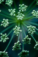 Queen's Ann Lace