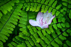 Five Finger Fern and Rhodie