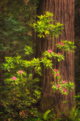 Redwoods and Rhododendrons