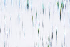 Pond Grasses