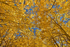 Aspen Canopy