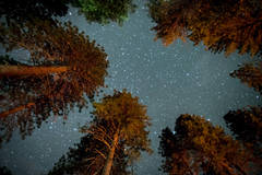 Pines and Stars