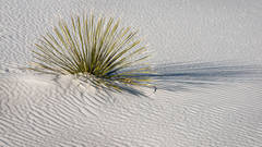 Yucca and Dunes