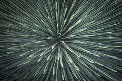 Yucca