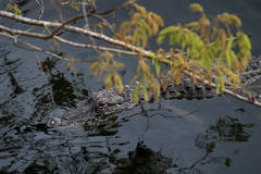 Everglades Aligator 2