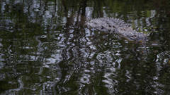 Everglades Aligator 1