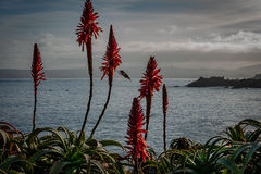 Aloes & Hummingbird 1