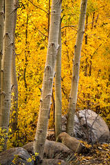 eastern sierra, sierra, aspens,  rock creek, fall, ca, california, trees, water, mountains, fall colors, fall colors