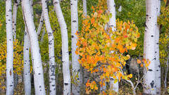 Aspen Fall Colors