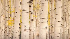 Fall Aspen Stand