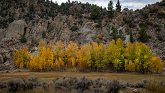 Sierra Aspens