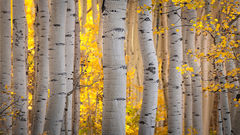 Aspen Morning Glow