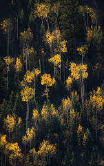 Aspens and Firs Snake River Canyon
