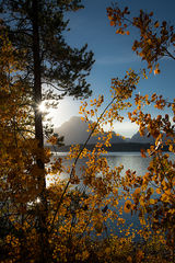 Fall Aspens, Jackson Lake