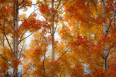 Aspens & Fog 1
