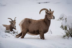 Big Horn Sheep