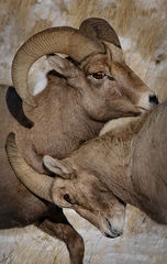 Big Horn Sheep