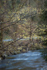 Blossoms Over Little River