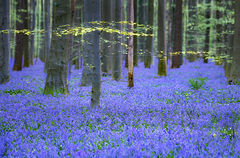 Blue Forest Glow