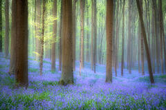 Blue Forest Morning Fog
