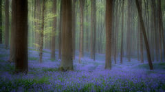 Blue Forest in Morning  Fog