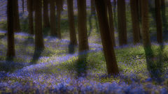 Blue Forest Path