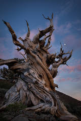 Bristlecone Pine & Moonrise