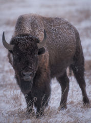 Buffalo in Winter